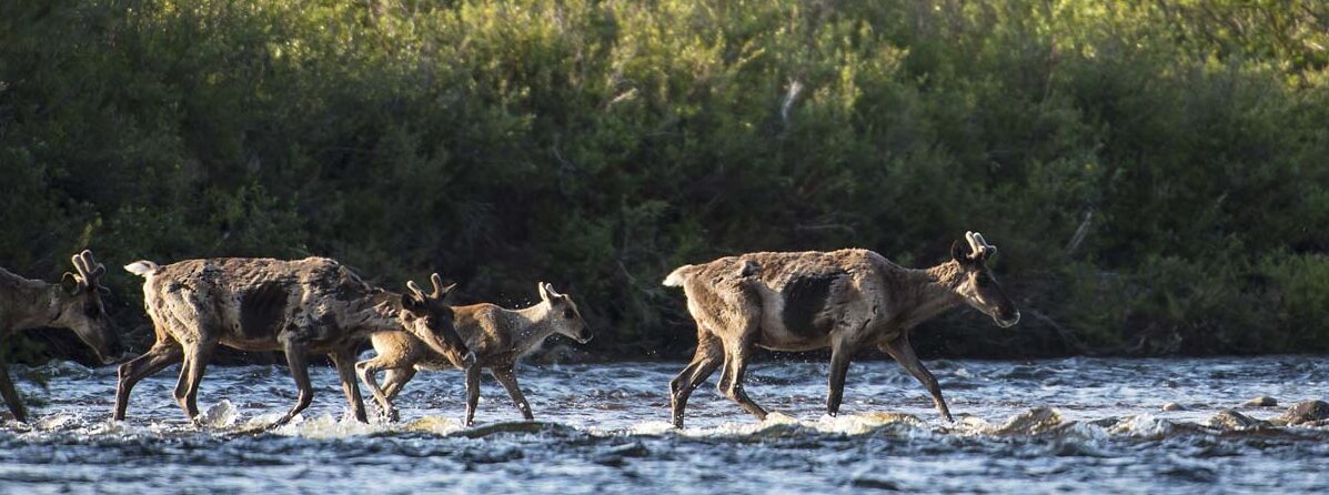 Image of caribou crossing river
