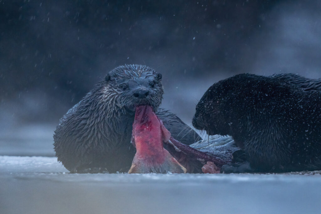 Otters feasting