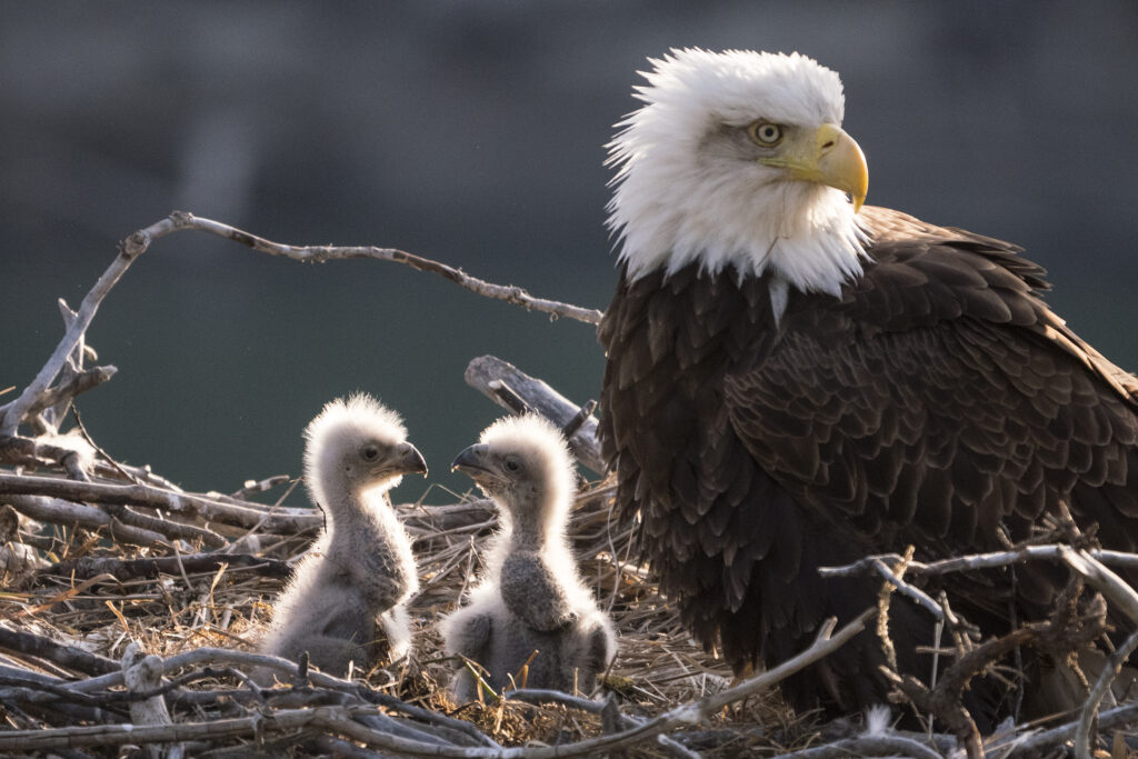 Eagles in nest