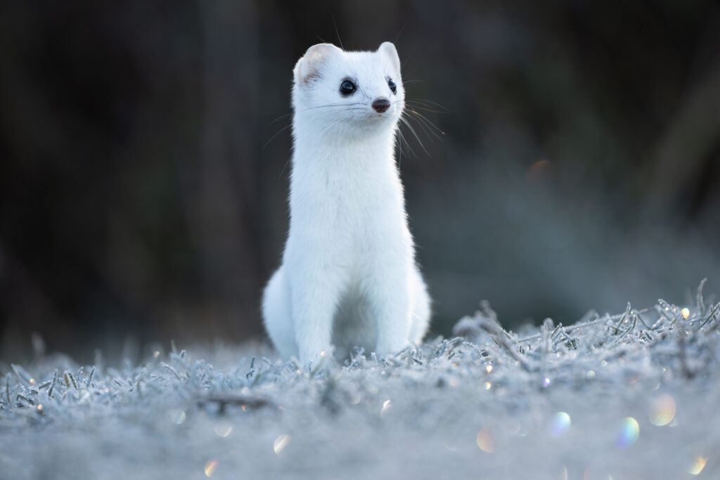 White weasel