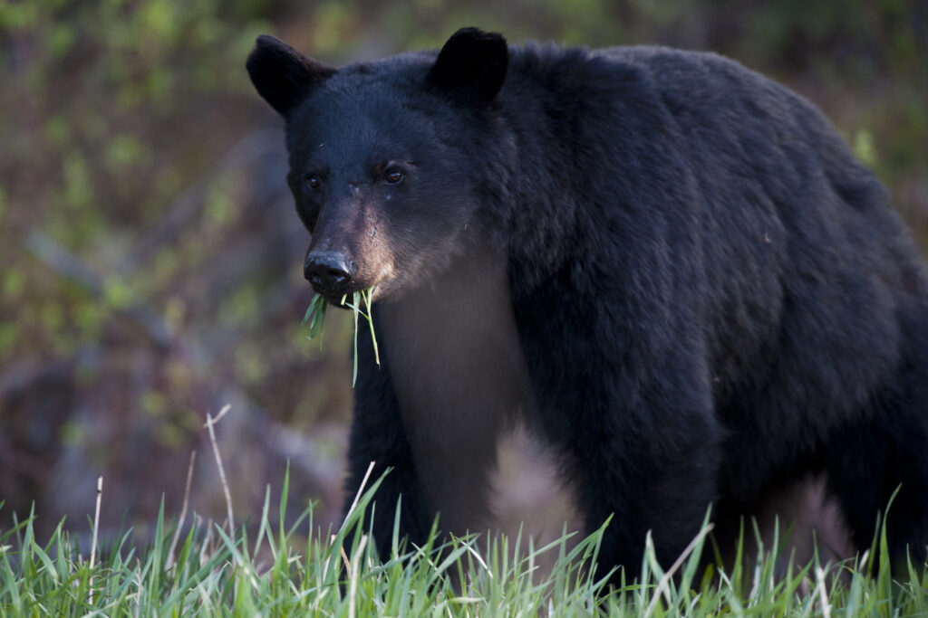 Black bear