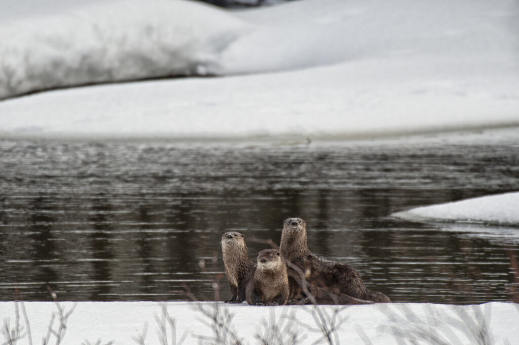 3 winter otters