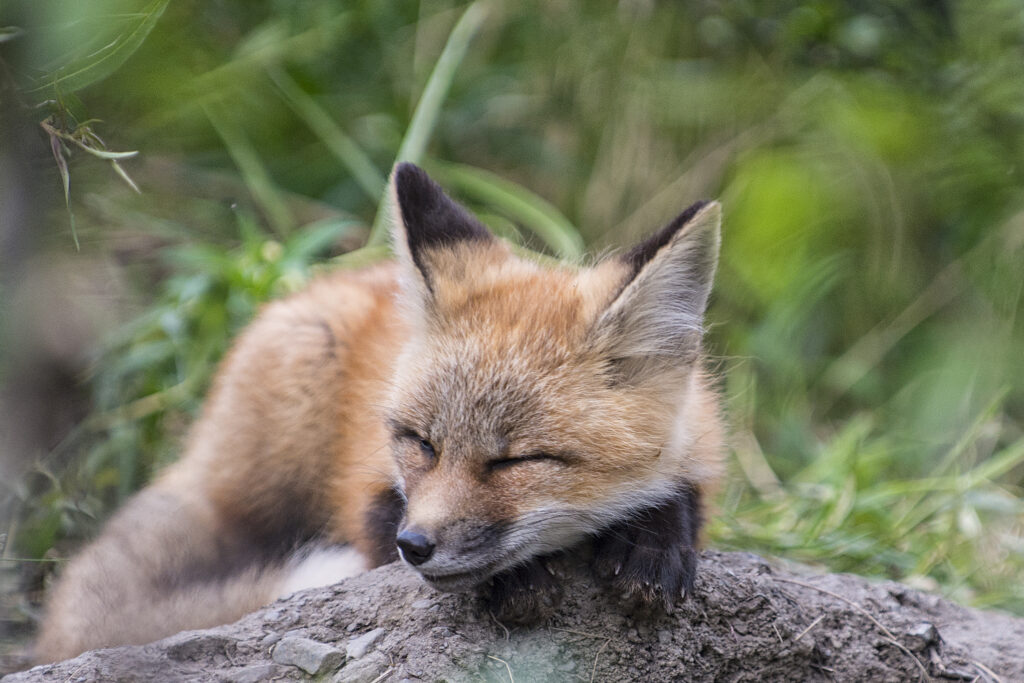 Fox sleeping