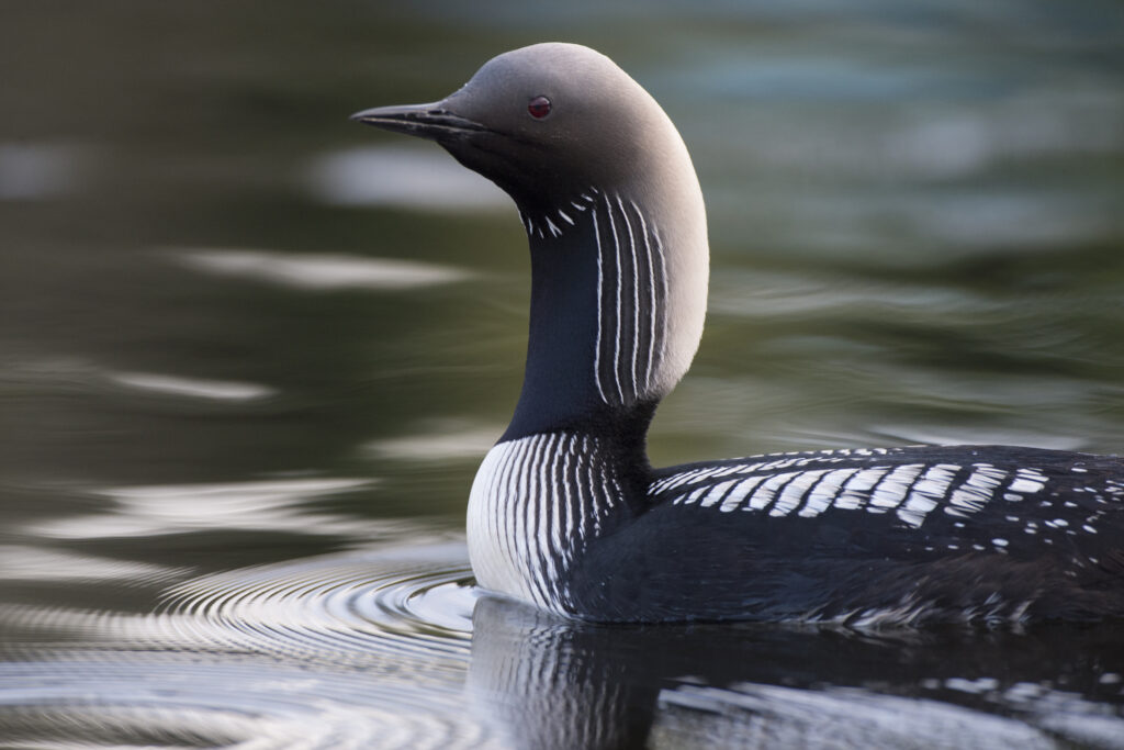 Pacific loon