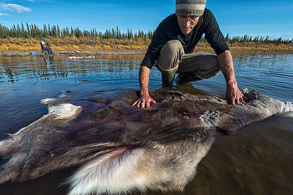 Man with caribou hide