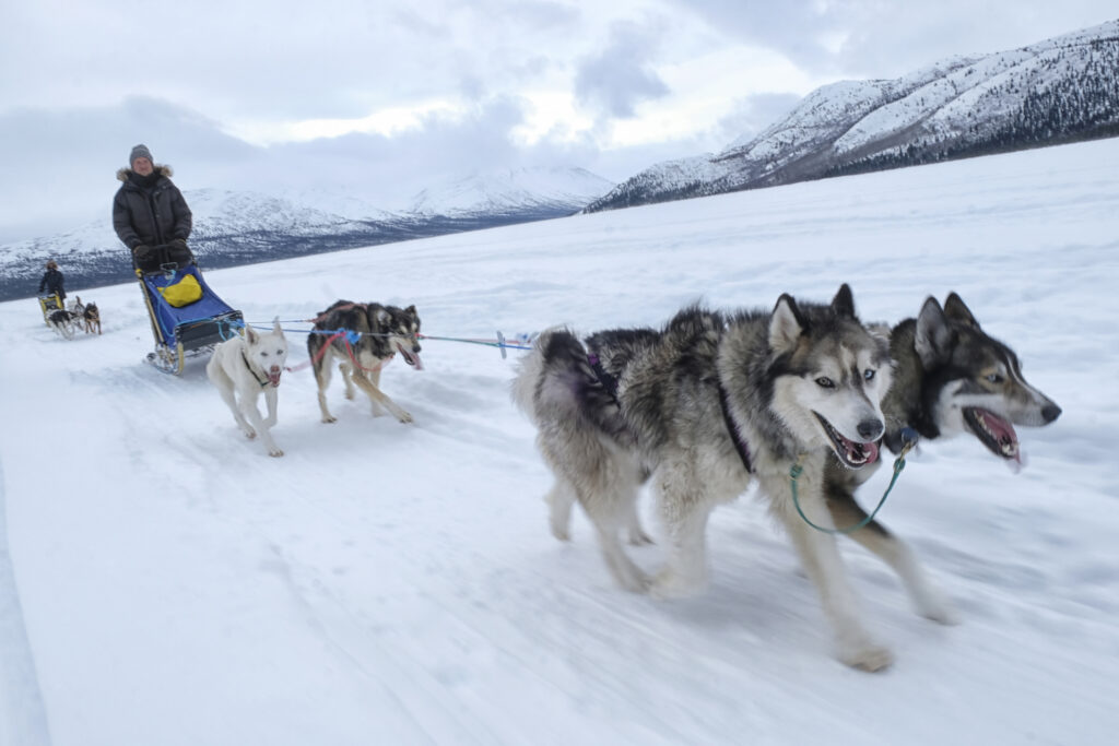Sled dogs