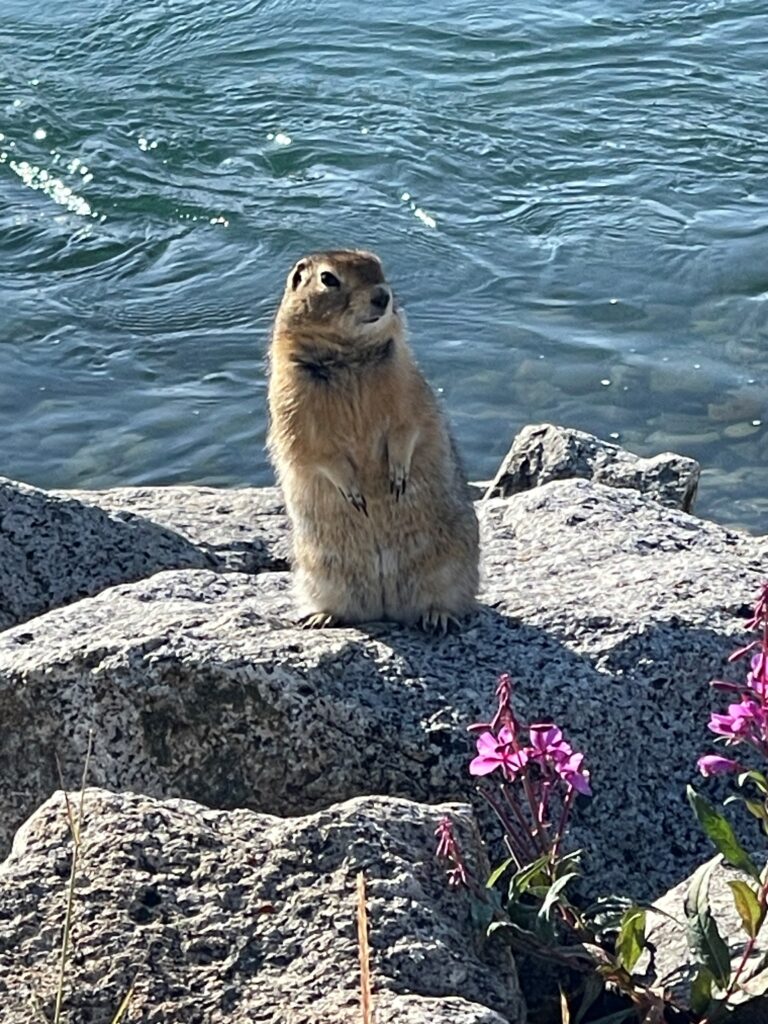Grounds squirrel on rock